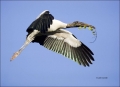 Florida;Wood-Stork;Stork;Flight;Mycteria-americana;Flying-bird;action;aloft;beha
